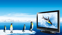 Animals Penguins animal