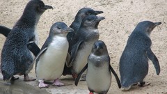 Animals Penguins baby birds