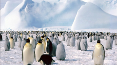 Animals Penguins shooped