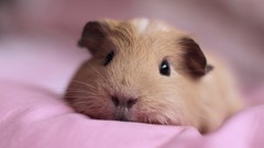 Animals pets guinea pigs