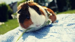Animals pets guinea pigs