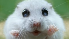 Animals pets hamsters