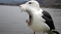 Animals Photo manipulation