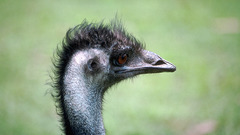 Animals photography Art