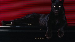 Animals piano panthers