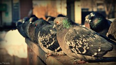 Animals Pigeons