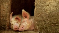 Animals pigs