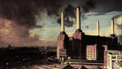 Animals pigs Battersea pink