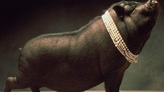 Animals pigs necklaces