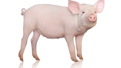 Animals pigs Simple Background