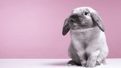 Animals pink background Bunnies