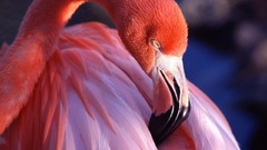 Animals pink Birds flamingos