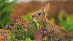 Animals pink flowers Bunnies