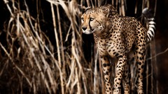 Animals Plants cheetahs wildlife blurred background