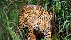 Animals Plants jaguars
