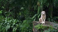 Animals Plants jungle Ferns white tiger Tigers
