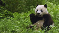 Animals Plants panda bears
