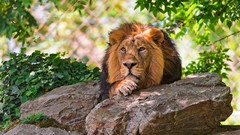 Animals Plants rocks Lions Mammals feline