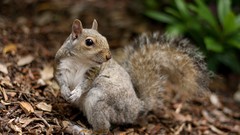 Animals Plants squirrels