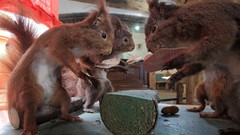 Animals poker squirrels artwork