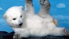 Animals polar Bear cubs