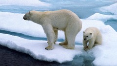 Animals Polar Bears