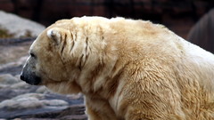 Animals Polar Bears