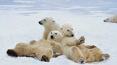 Animals Polar Bears