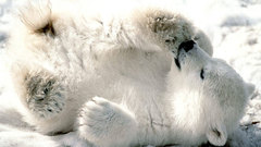 Animals Polar Bears