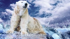 Animals Polar Bears