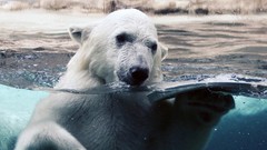 Animals Polar Bears