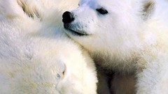 Animals Polar Bears