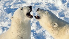 Animals Polar Bears