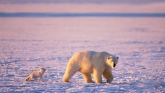 Animals Polar Bears