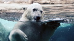 Animals Polar Bears