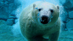 Animals Polar Bears