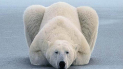 Animals polar Bears