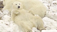Animals Polar Bears