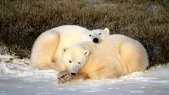 Animals polar Bears