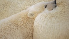 Animals Polar Bears