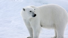 Animals Polar Bears