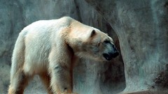 Animals Polar Bears