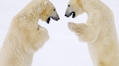Animals Polar Bears