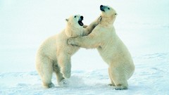 Animals Polar Bears