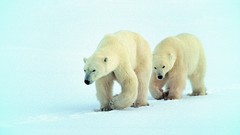 Animals Polar Bears
