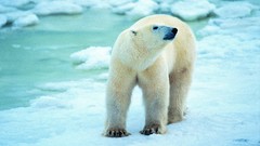 Animals Polar Bears