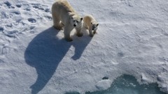 Animals Polar Bears