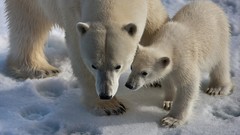 Animals Polar Bears