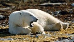 Animals Polar Bears