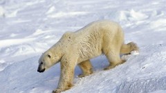 Animals Polar Bears